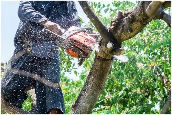 tree services Whidbey Island Station